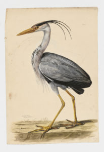 Drawing of a Gray Heron from a 18th century specimen [modern geographical distribution: Europe, Africa, and Asia]
