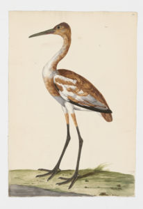 Drawing of an immature Whooping Crane from a 18th century specimen [modern geographical distribution: North America. Attributed to Paillou, Peter, c.1720 – c.1790]