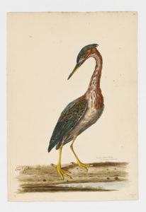 Drawing of a Green Heron from a 18th century specimen [modern geographical distribution: the United States, Central America, the Caribbean, and Northern South America]