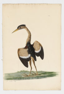 Drawing of a Least Bittern from a 18th century specimen [modern geographical distribution: North America and tropical South America]