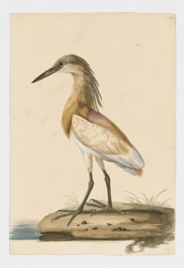 Drawing of a Cattle Egret from a 18th century specimen [modern geographical distribution: worldwide. Attributed to Paillou, Peter, c.1720 – c.1790]
