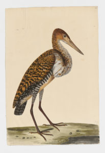 Drawing of a Pinnated Bittern from a 18th century specimen [modern geographical distribution: Central America and marshy tropical South America. Attributed to Paillou, Peter, c.1720 – c.1790]