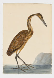 Drawing of an American BIttern from a 18th century specimen [modern geographical distribution: North America. Attributed to Paillou, Peter, c.1720 – c.1790]
