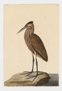 Drawing of an American BIttern from a 18th century specimen [modern geographical distribution: North America. Attributed to Paillou, Peter, c.1720 – c.1790]