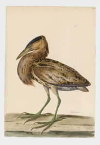 Drawing of a Great Bittern from a 18th century specimen [modern geographical distribution: Europe, Asia, and Africa. Attributed to Paillou, Peter, c.1720 – c.1790]