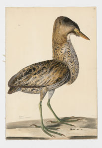 Drawing of a Great Bittern from a 18th century specimen [modern geographical distribution: Europe, Asia, and Africa. Attributed to Paillou, Peter, c.1720 – c.1790]