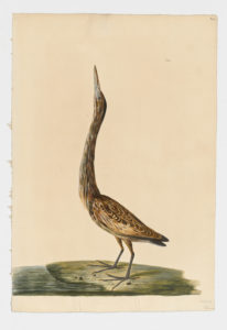 Drawing of a Great Bittern from a 18th century specimen [modern geographical distribution: Europe, Asia, and Africa]