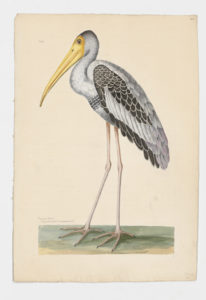 Drawing of a Painted Stork from a 18th century specimen [modern geographical distribution: India and Southeast Asia. Attributed to Albin, Eleazar, active 1713-1759]