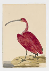 Drawing of a Scarlet Ibis from a 18th century specimen [modern geographical distribution: South America and the Caribbean. Attributed to Paillou, Peter, c.1720 – c.1790]