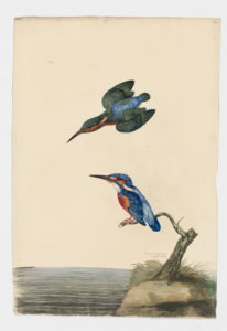 Drawing of a pair of Common Kingfishers from 18th century specimens [modern geographical distribution: Europe, North Africa, the Middle East, and Asia. Attributed to Paillou, Peter, c.1720 – c.1790]