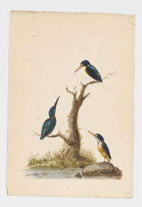 Drawing of a Blue-eared Kingfisher from a 18th century specimen [modern geographical distribution: India and Southeast Asia]