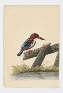 Drawing of a trio of White-throated Kingfishers from 18th century specimens [modern geographical distribution: the Middle East, India, and Southeast Asia]