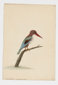 Drawing of a White-throated Kingfisher from a 18th century specimen [modern geographical distribution: the Middle East, India, and Southeast Asia]
