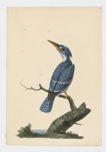 Drawing of a Green Kingfisher from a 18th century specimen [modern geographical distribution: Central America and South America. Attributed to Paillou, Peter, c.1720 – c.1790]