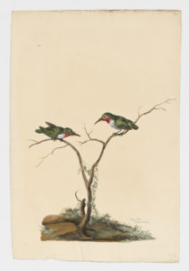 Drawing of a pair of Jamaican Todies from 18th century specimens [modern geographical distribution: Jamaica. Attributed to Paillou, Peter, c.1720 – c.1790]