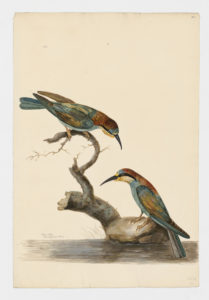 Drawing of a pair of European Bee Eaters from 18th century specimens [modern geographical distribution: Europe, Africa, the Middle East, India, and Central Asia. Attributed to Paillou, Peter, c.1720 – c.1790]