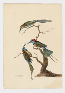 Drawing of a trio of Green Bee-eaters from 18th century specimens [modern geographical distribution: West Africa, East Africa, the Middle East, India, and Southeast Asia. Attributed to Paillou, Peter, c.1720 – c.1790]