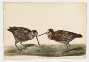 Drawing of a pair of Eurasian Woodcocks from 18th century specimens [modern geographical distribution: Europe and Asia]