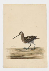 Drawing of a Common Snipe from a 18th century specimen [modern geographical distribution: Europe, Africa, and Asia]