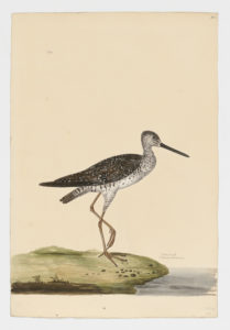 Drawing of a Greenshank from a 18th century specimen [modern geographical distribution: Europe, Africa, Asia, and Australia. Attributed to Paillou, Peter, c.1720 – c.1790]