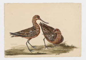 Drawing of a pair of male Bar-tailed Godwits from 18th century specimens [modern geographical distribution: Europe, the Coast of Africa, Asia, the Middle East, Australia, and North America. Attributed to Paillou, Peter, c.1720 – c.1790]