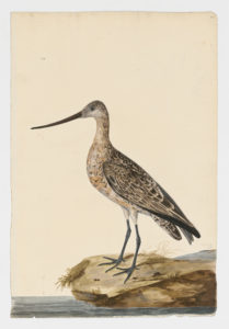 Drawing of a female Bar-tailed Godwit from a 18th century specimen [modern geographical distribution: Europe, the Coast of Africa, Asia, the Middle East, Australia, and North America. Attributed to Paillou, Peter, c.1720 – c.1790]