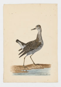 Drawing of a Lesser Yellowlegs from a 18th century specimen [modern geographical distribution: North America, South America, Europe, Africa, and Asia]