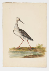 Drawing of a possible Black Winged Stilt from a 18th century specimen [Attributed to Collins, Charles]