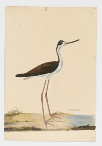 Drawing of a Black-necked Stilt from a 18th century specimen [modern geographical distribution: North America and South America. Attributed to Paillou, Peter, c.1720 – c.1790]