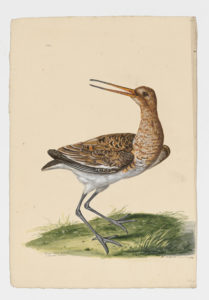 Drawing of a female Black-tailed Godwit from a 18th century specimen [modern geographical distribution: Europe, Africa, Asia, Australia, and the East coast of North America]