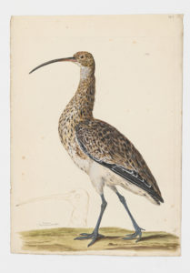 Drawing of a Eurasian Curlew from a 18th century specimen [modern geographical distribution: Europe, Asia, and the coast of Africa. Attributed to Collins, Charles]