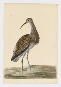 Drawing of a Little Curlew from a 18th century specimen [modern geographical distribution: East Asia and Australia. Attributed to Paillou, Peter, c.1720 – c.1790]