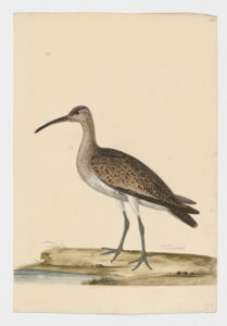 Drawing of a Whimbrel from a 18th century specimen [modern geographical distribution: worldwide. Attributed to Paillou, Peter, c.1720 – c.1790]