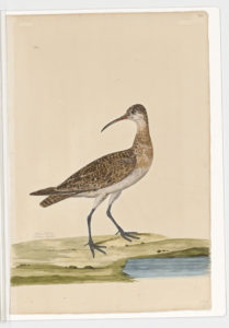 Drawing of a possible Eskimo Curlew from a 18th century specimen [modern geographical distribution: believed to be extinct. Attributed to Paillou, Peter, c.1720 – c.1790]