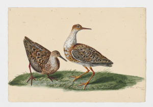 Drawing of a pair of Red Knots from 18th century specimens [modern geographical distribution: worldwide]