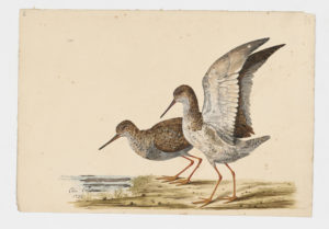 Drawing of a pair of Common Redshanks from 18th century specimens [modern geographical distribution: Europe, Africa, and Asia]