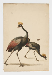 Drawing of a pair of male Black Crowned Cranes from 18th century specimens [modern geographical distribution: Africa. Attributed to Van Huysum, J.]
