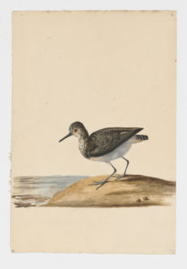 Drawing of a Green Sandpiper from a 18th century specimen [modern geographical distribution: Europe, Africa, and Asia. Attributed to Collins, Charles]