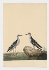 Drawing of a pair of Red-necked Phalaropes from 18th century specimens [modern geographical distribution: North America, Europe, the Pacific coast of South America, Asia, Africa, and Australia. Attributed to Paillou, Peter, c.1720 – c.1790]