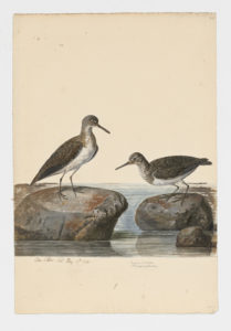 Drawing of a pair of Common Sandpipers from 18th century specimens [modern geographical distribution: Europe, Africa, Asia, and Australia]