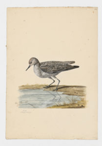 Drawing of a Red Knot from a 18th century specimen [modern geographical distribution: worldwide]