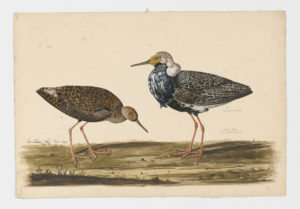 Drawing of a male and female Ruff from a 18th century specimen [modern geographical distribution: North America, Europe, Africa, the Middle East, Asia, and Australia]
