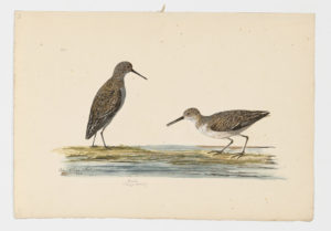 Drawing of a pair of Dunlins from 18th century specimens [modern geographical distribution: widespread across the Northern Hemisphere]
