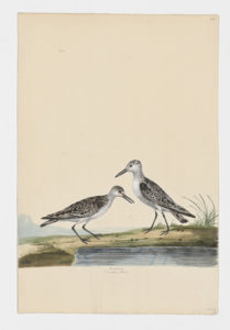 Drawing of a pair of Sanderlings from 18th century specimens [modern geographical distribution: worldwide. Attributed to Paillou, Peter, c.1720 – c.1790]