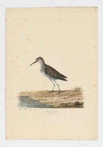 Drawing of a Common Sandpiper from a 18th century specimen [modern geographical distribution: Europe, Africa, Asia, and Australia]