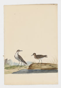 Drawing of a pair of Little Stints from 18th century specimens [modern geographical distribution: Europe, Africa, Asia, Australia, and the Pacific coast of North America. Attributed to Paillou, Peter, c.1720 – c.1790]