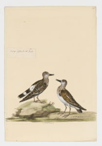 Drawing of a pair of Ruddy Turnstones from 18th century specimens [modern geographical distribution: widespread along all coasts. Attributed to Paillou, Peter, c.1720 – c.1790]