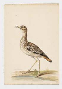 Drawing of a Eurasian Thick-knee--also known as a Stone Curlew--from a 18th century specimen [modern geographical distribution: Europe, the Middle East, North Africa, East Africa, West Africa, Central Asia, and India. Attributed to Collins, Charles]