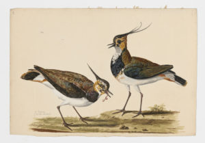Drawing of a pair of Northern Lapwings from 18th century specimens [modern geographical distribution: Europe, Asia, North Africa, and the East coast of North America]