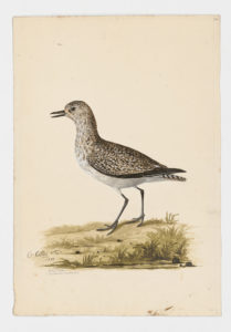 Drawing of a Gray Plover--also known as a Black-bellied Plover--from a 18th century specimen [modern geographical distribution: worldwide]